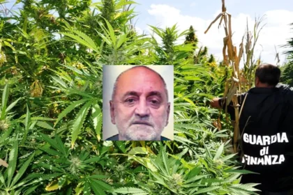 piantagione di marijuana, Ciro Gargiulo