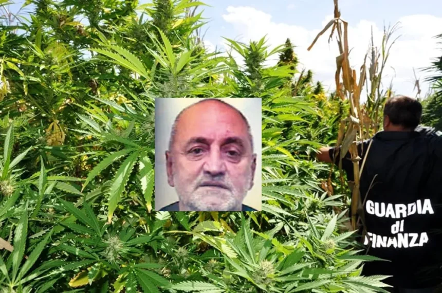 piantagione di marijuana, Ciro Gargiulo