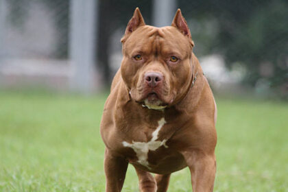 Pitbull